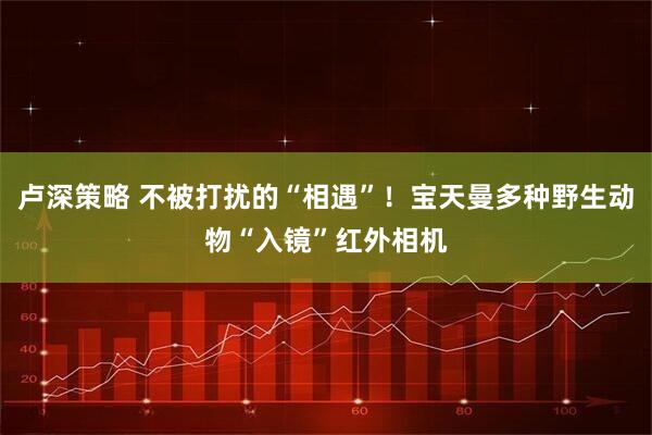 卢深策略 不被打扰的“相遇”！宝天曼多种野生动物“入镜”红外相机